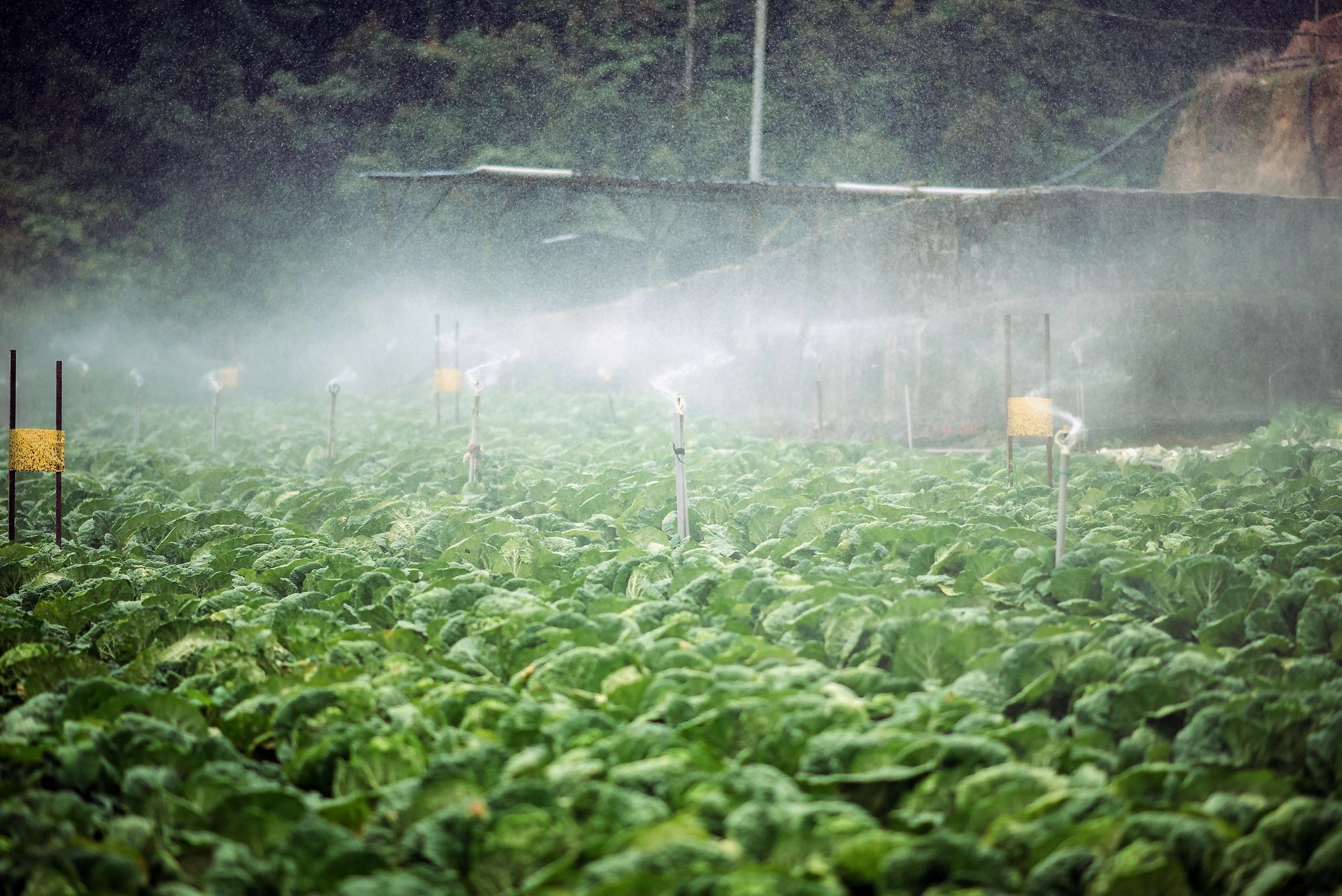 Automated irrigation system watering agricultural fields