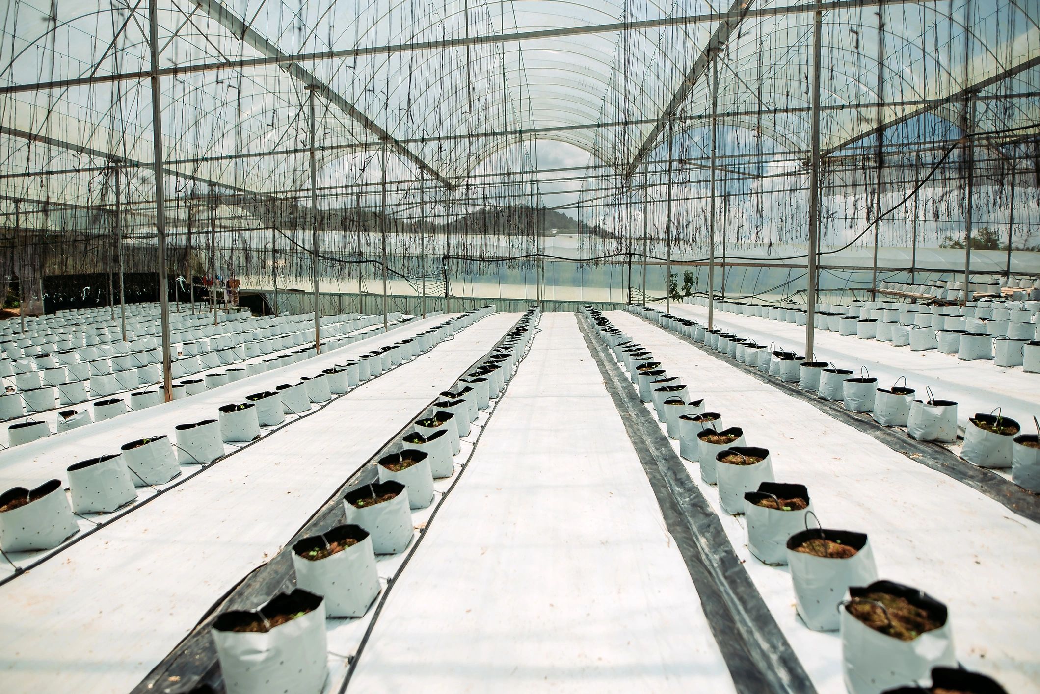 Greenhouse cultivation representing controlled-environment agriculture