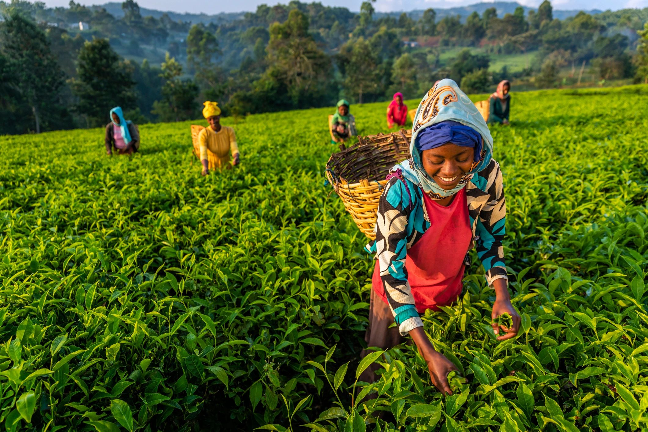 Farm workers harvesting tea leaves representing skilled labor and community impact